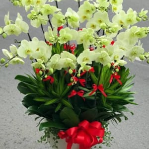 Chậu hoa lan hồ điệp xanh cốm 18 cành vô cùng mãn nhãn bởi vẻ đẹp tươi sáng