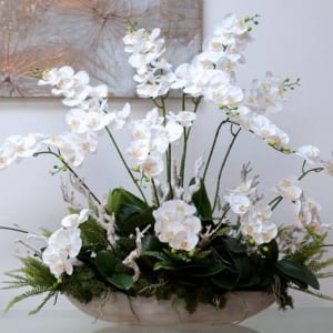 Chậu Lan Hồ Điệp Bonsai Màu Trắng Là Món Quà Tuyệt Vời Cho Sức Khỏe