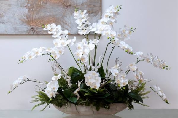 Chậu Lan Hồ Điệp Bonsai Màu Trắng Là Món Quà Tuyệt Vời Cho Sức Khỏe
