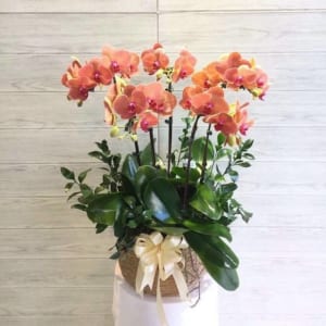 Chậu lan hồ điệp cam 5 cành đang được rất nhiều khách hàng lựa chọn