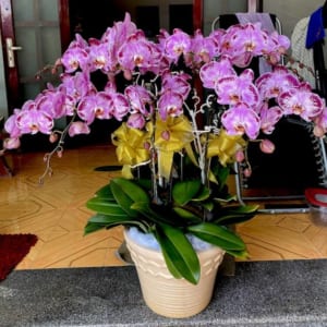 Chậu Lan Hồ Điệp Đột Biến Màu Tím 10 Cành Nổi Bật Bởi Màu Sắc Rất Độc Đáo Và Mới Lạ