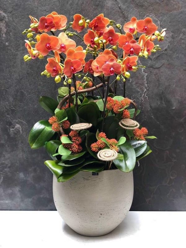 Shop Hoa Lan Hồ Điệp