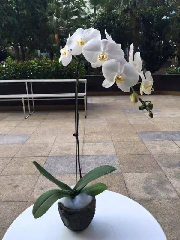 Shop Hoa Lan Hồ Điệp