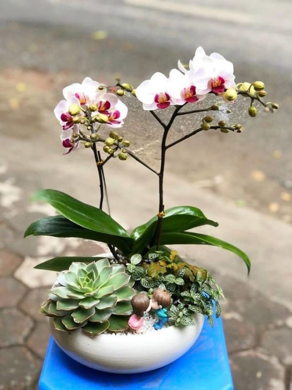 Shop Hoa Lan Hồ Điệp