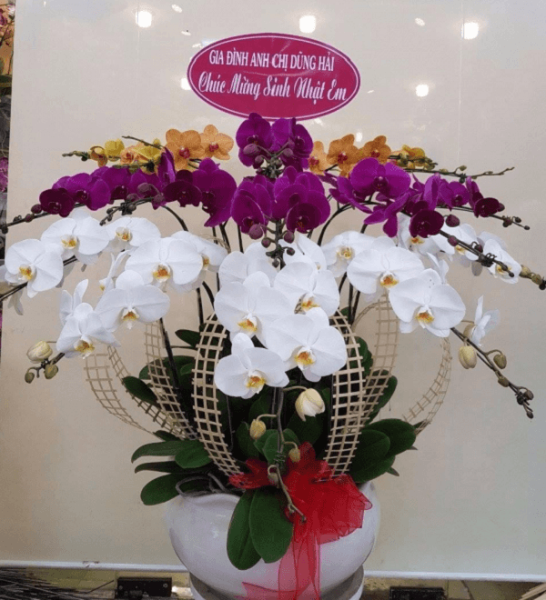 Hoa lan hồ điệp đa sắc màu mừng sinh nhật vô cùng ấn tượng, sang trọng