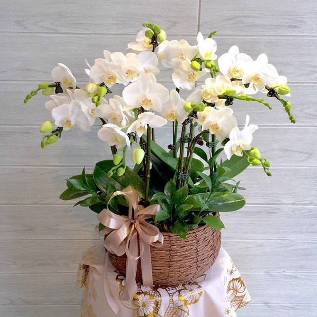 Shop Hoa Lan Hồ Điệp