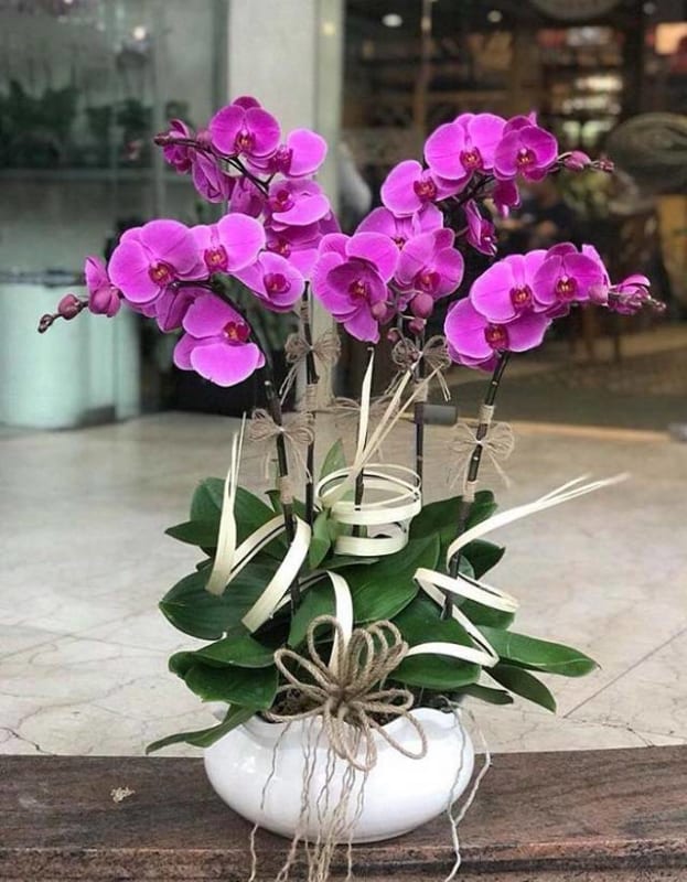 Shop Hoa Lan Hồ Điệp