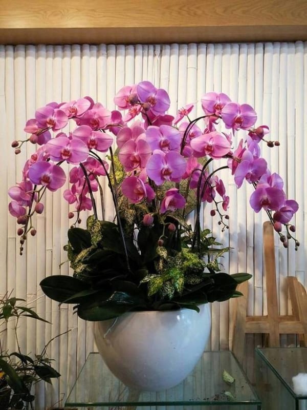 Shop Hoa Lan Hồ Điệp