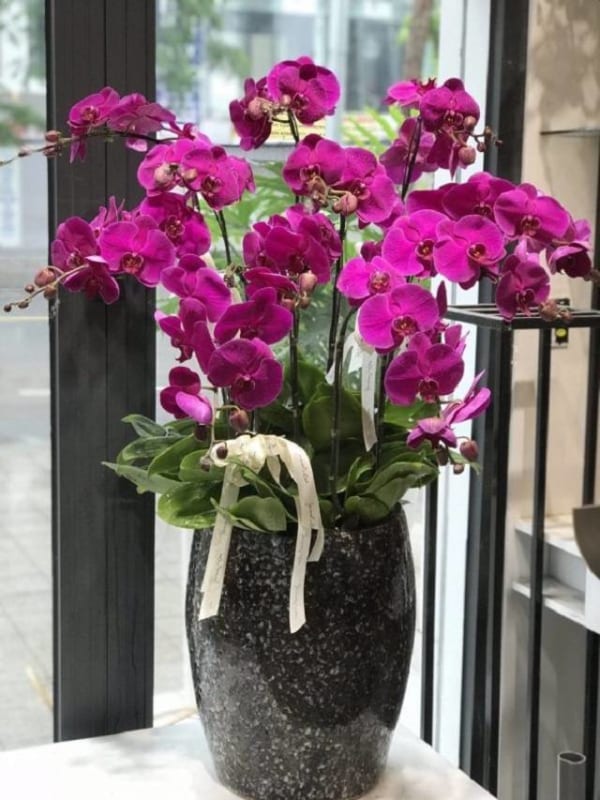 Shop Hoa Lan Hồ Điệp