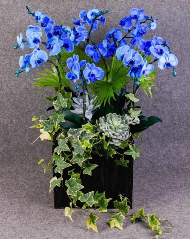 Shop Hoa Lan Hồ Điệp