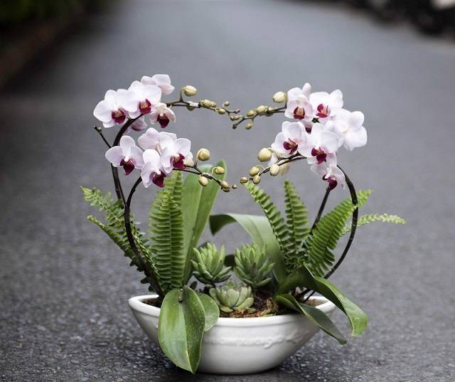 Shop Hoa Lan Hồ Điệp