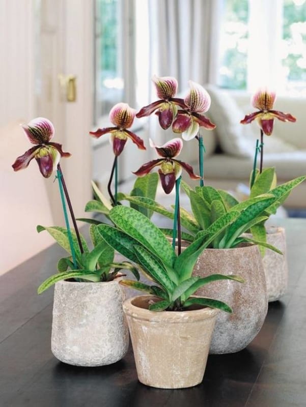 Shop Hoa Lan Hồ Điệp