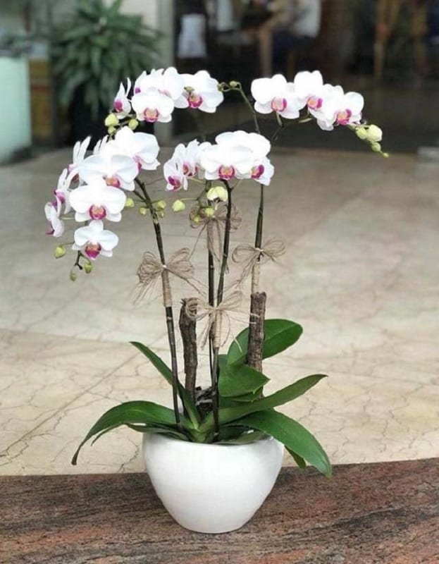 Shop Hoa Lan Hồ Điệp