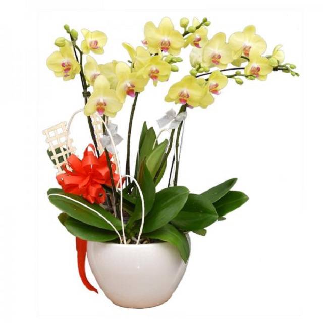 LanHoDiep.vn cung cấp đến khách hàng nhiều mẫu hoa lan hồ điệp tặng bố mẹ rất đẹp