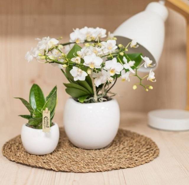 Shop Hoa Lan Hồ Điệp