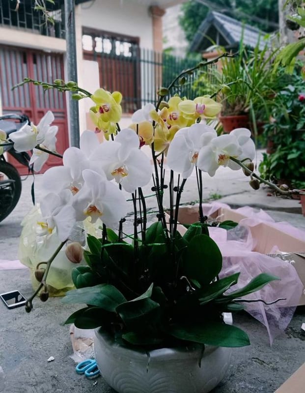 Shop Hoa Lan Hồ Điệp