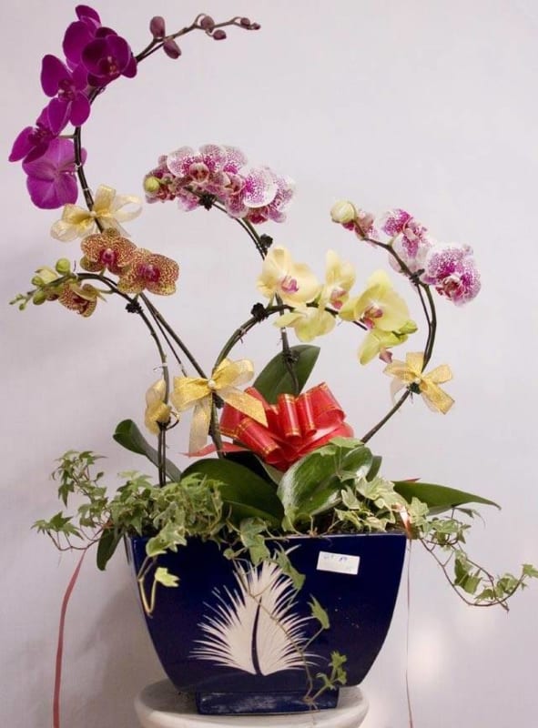 Shop Hoa Lan Hồ Điệp