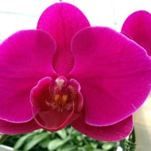 Màu Lan Hồ Điệp Tím Đậm Vô Cùng Đẹp Mắt