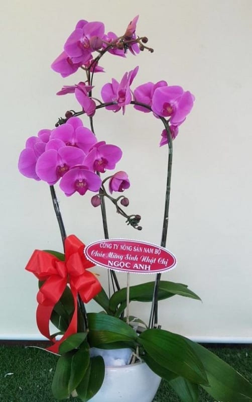 Shop Hoa Lan Hồ Điệp