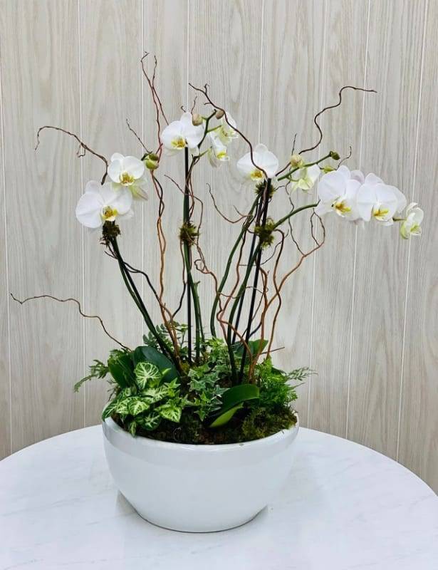 Shop Hoa Lan Hồ Điệp