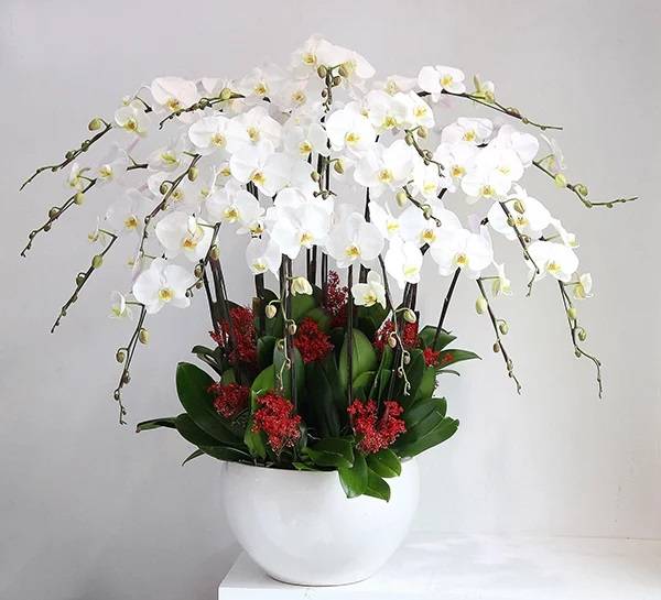 Siêu thị Hoa Lan Hồ Điệp Hà Nội cung cấp những mẫu lan sinh nhật đẹp nhất cho khách hàng