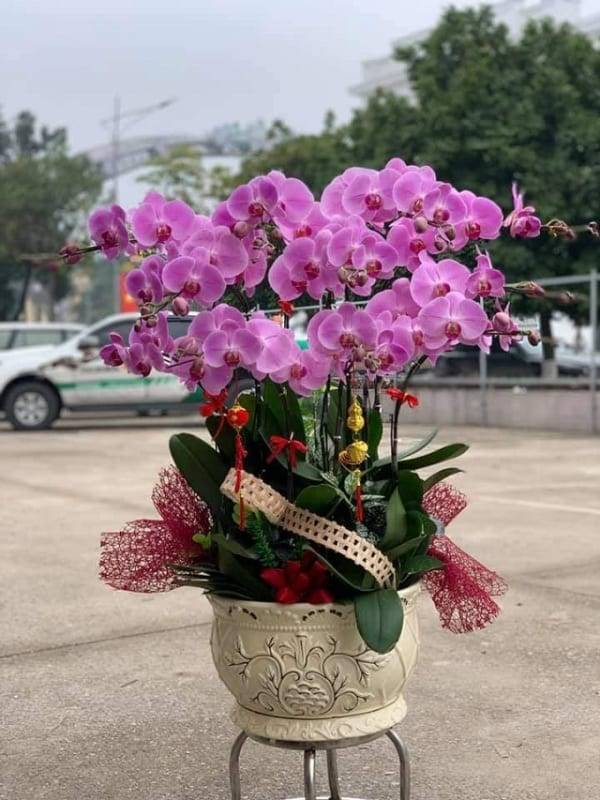 Shop Hoa Lan Hồ Điệp