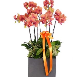 Tặng Cho Người Mình Thương Yêu Chậu Lan Hồ Điệp Màu Cam Sẽ Khiến Họ Rất Thích Thú