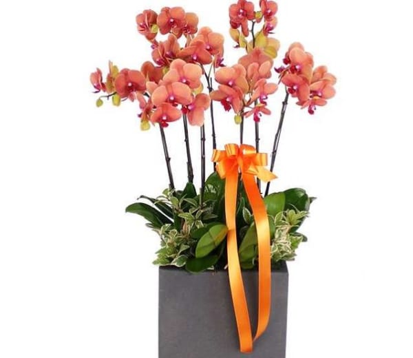 Tặng Cho Người Mình Thương Yêu Chậu Lan Hồ Điệp Màu Cam Sẽ Khiến Họ Rất Thích Thú