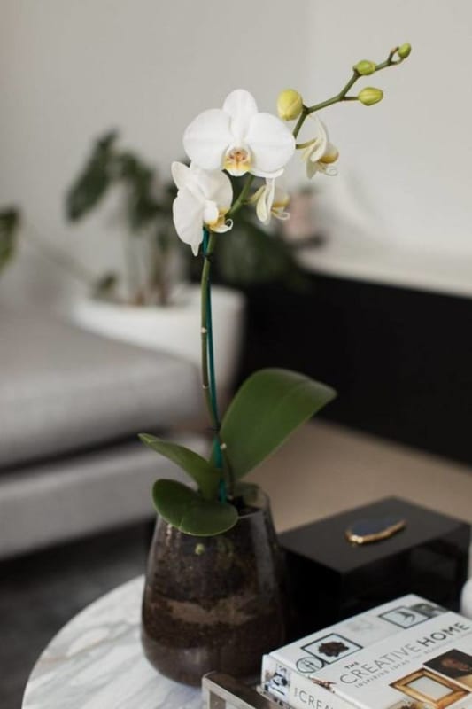 Shop Hoa Lan Hồ Điệp