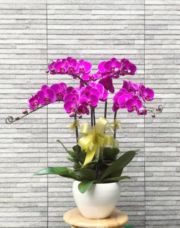 Với Bất Cứ Chậu Lan Hồ Điệp Nào Bạn Cũng Cần Chăm Sóc Cẩn Thận Để Chúng Tươi Lâu Nhất