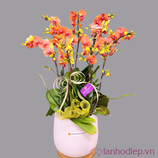 Lan Ho Diep Cam 9Canh