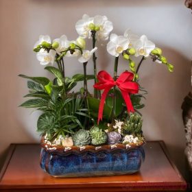 Lan Ho Diep Trang Bonsai