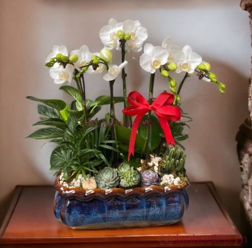 Lan Ho Diep Trang Bonsai
