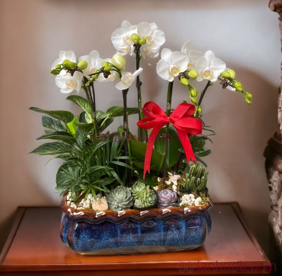 Lan Hồ Điệp Tết