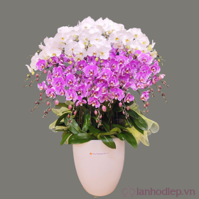 Lan Ho Diep Trang Tim 30C