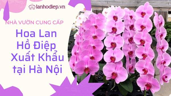 Nhà Vườn Cung Cấp Hoa Lan Hồ Điệp Xuất Khẩu Tại Hà Nội