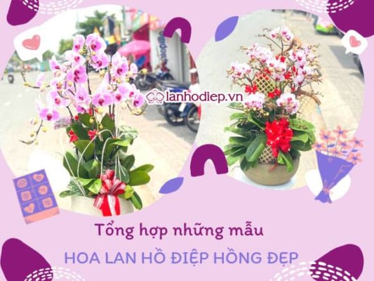 Tong Hop Nhung Mau Hoa Lan Ho Diep Hong Dep Dac Sac