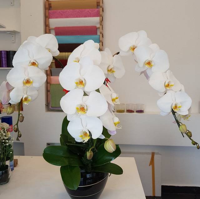 Shop Hoa Lan Hồ Điệp