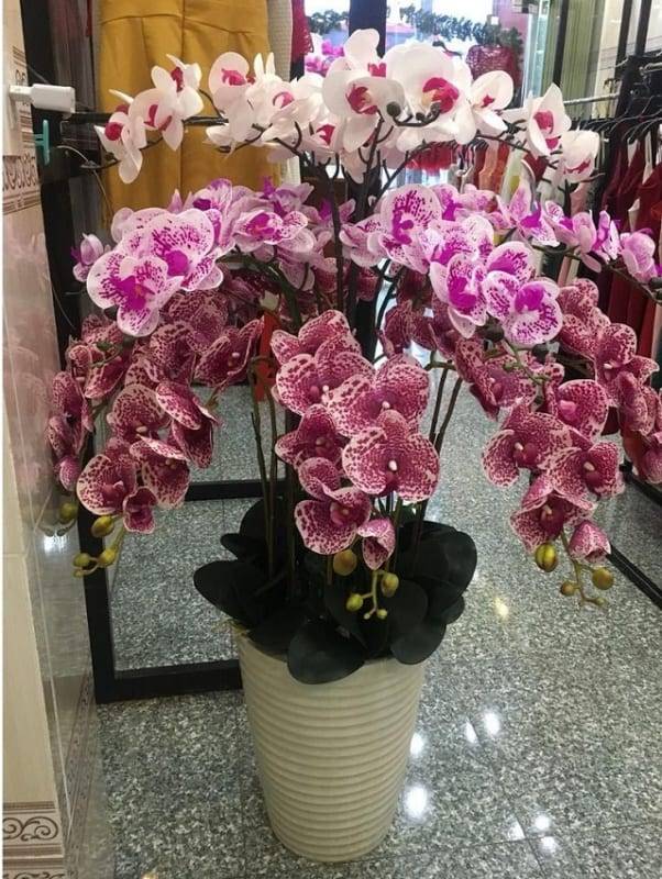 Shop Hoa Lan Hồ Điệp