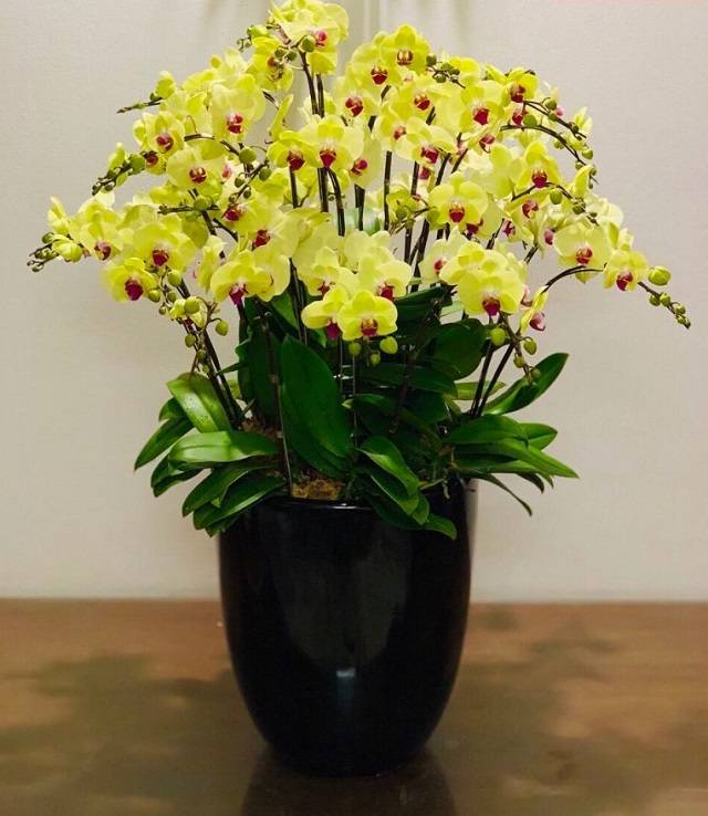 Hoa lan hồ điệp chất lượng cao thường có màu sắc đẹp, bông hoa to và độ bền dài lâu