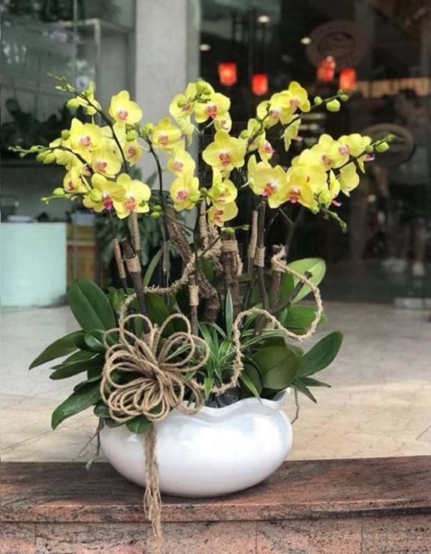 Shop Hoa Lan Hồ Điệp