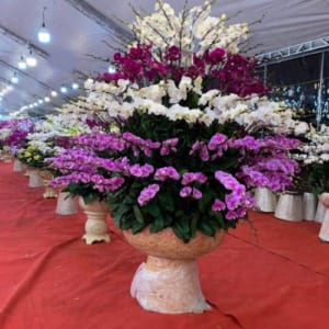 chậu lan hồ điệp