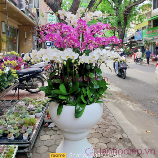 Lan Ho Diep Da Sac 150C