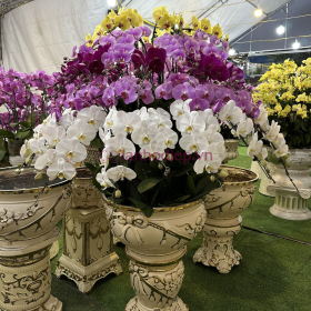 Lan Ho Diep Tet 130C