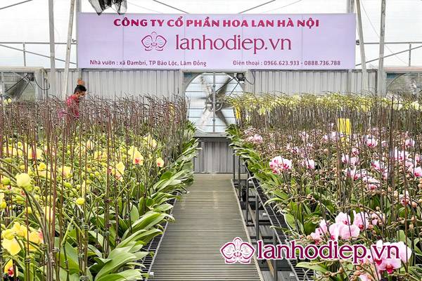 Vườn Ươm Hoa Lan Hồ Điệp Của Công Ty Hoa Lan Hà Nội Tại Lâm Đồng