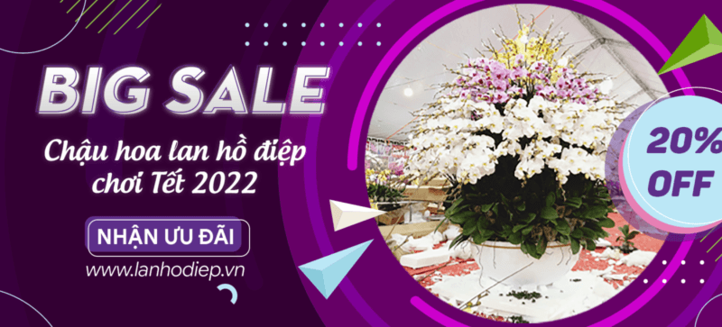 Shop Hoa Lan Hồ Điệp