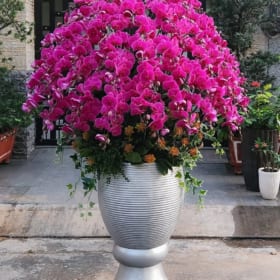 Lan Hồ Diệp Đại 50 Cành Đến 100 Cành