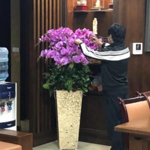 Chậu Hoa Lan Hồ Điệp Tết