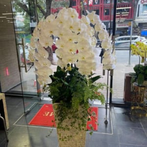 Chậu Hoa Lan Hồ Điệp Tết