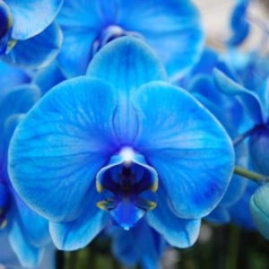 Chậu Hoa Lan Hồ Điệp Tết